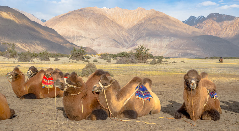 Usbekistan Rundreise Kamele