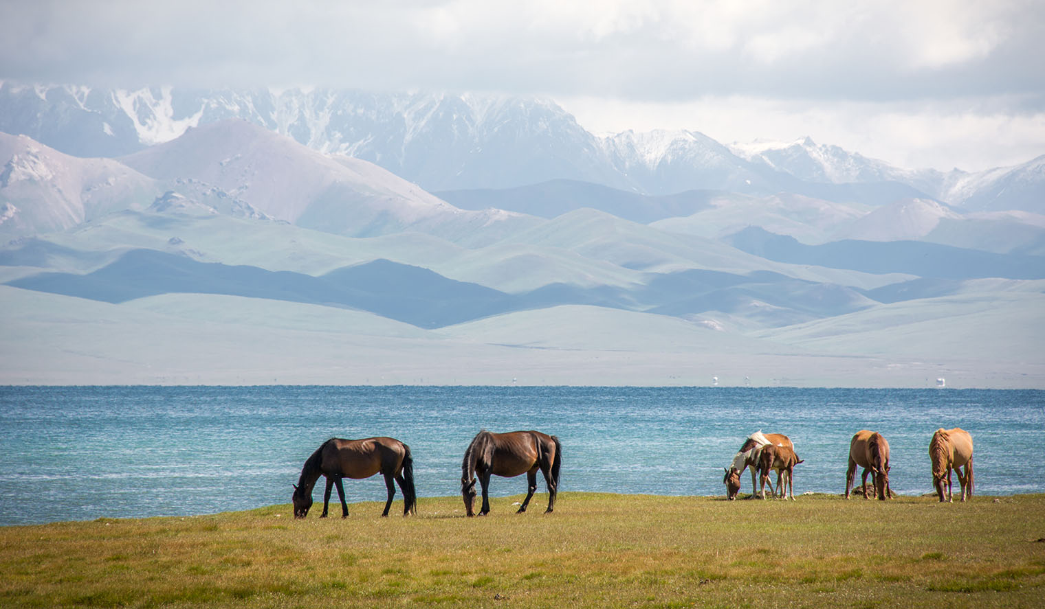Pferde am Song Kul See mit Bergen im Hintergrund